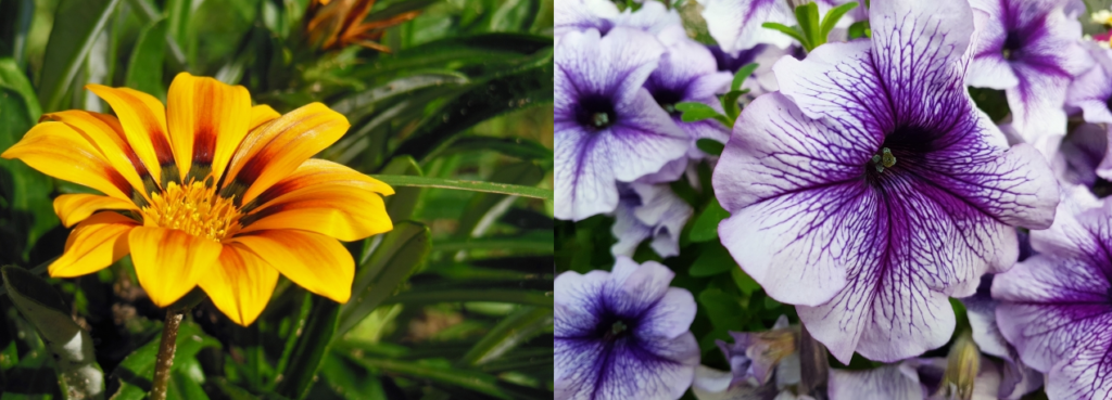 夏の暑さに強い花　ガザニア・ペチュニア